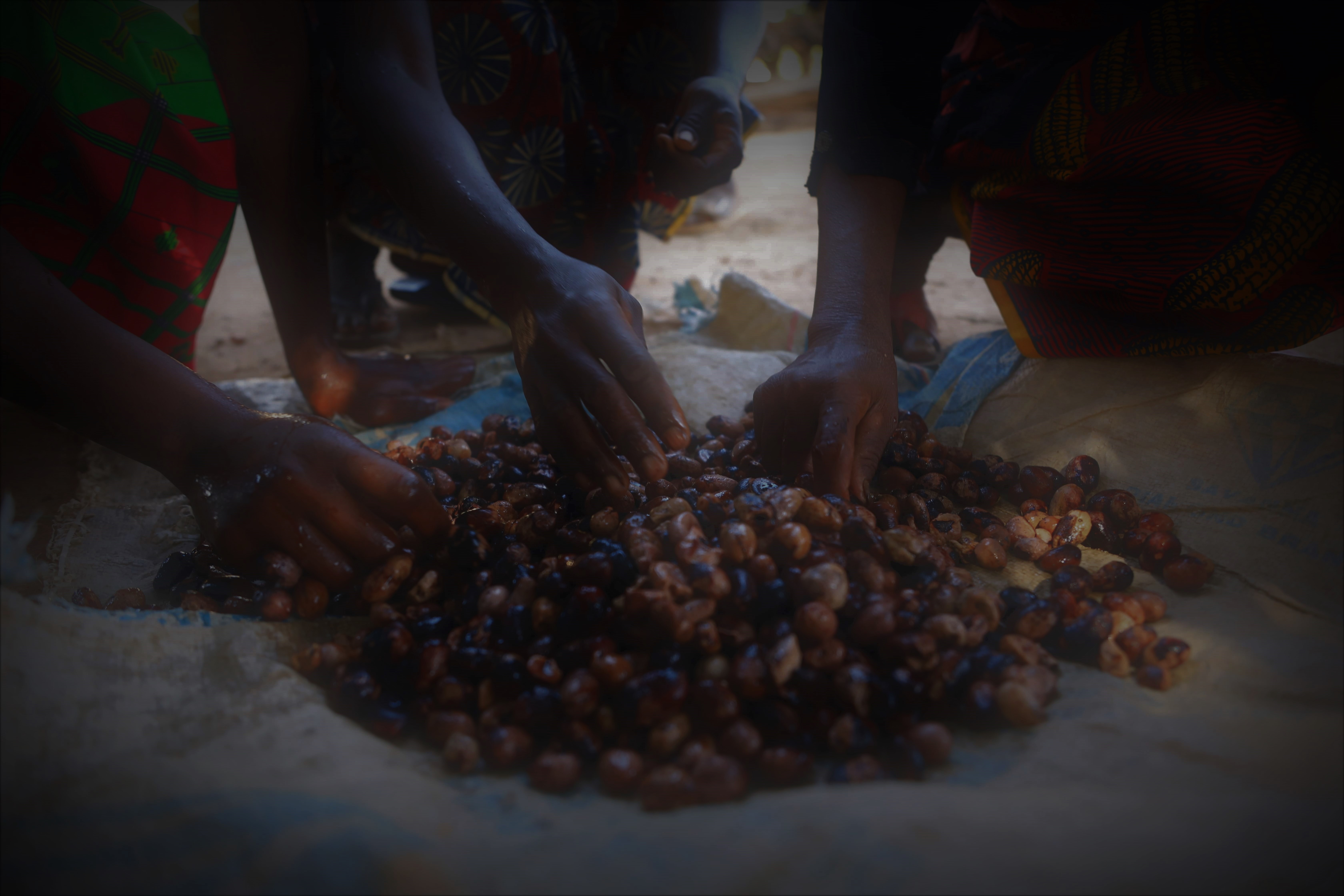 Graines Forestières