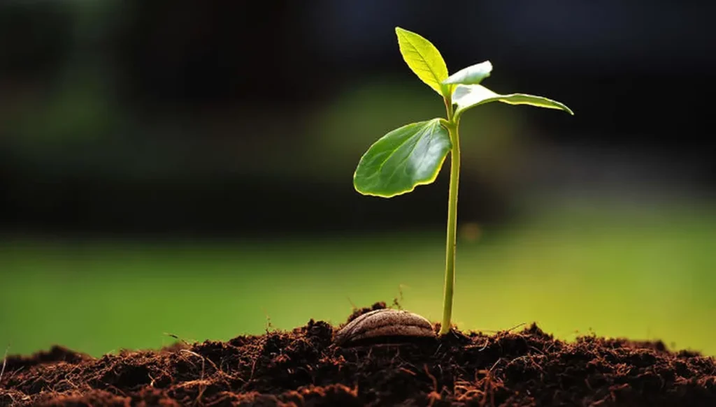 Graines Forestières