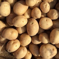 White potato seeds