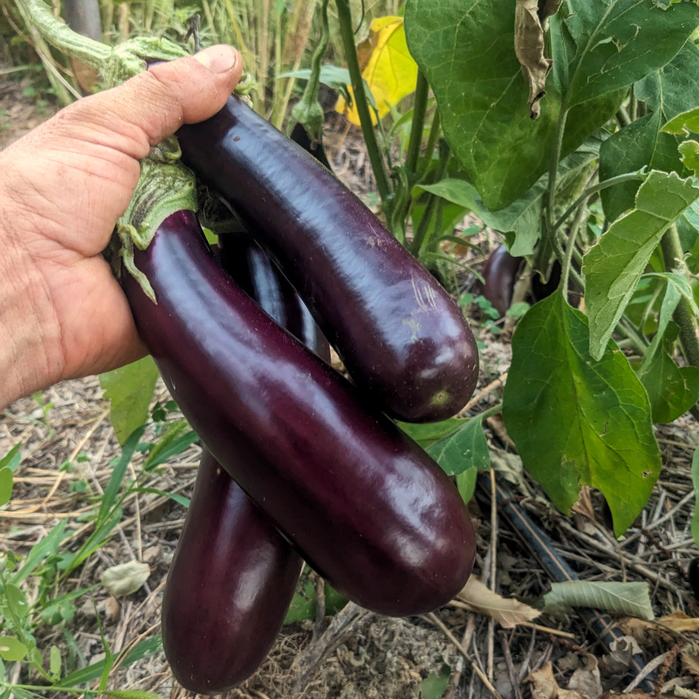 10g Eggplant Seeds