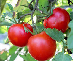 10g Kadaa Tomato Seeds