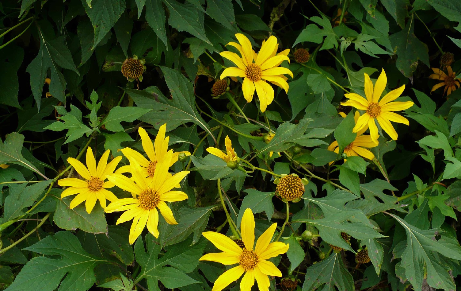 Tithonia agroforestry seeds