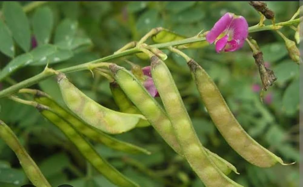 Tephrosia purple flower agroforestry seeds